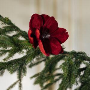 Samettikukka, syvänpunainen